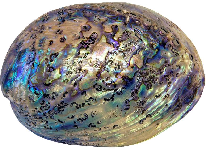 Abalone Shell
